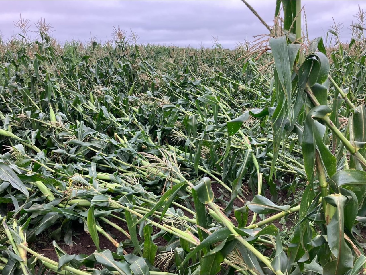 Wind damage corn field. Corn is flattened down.